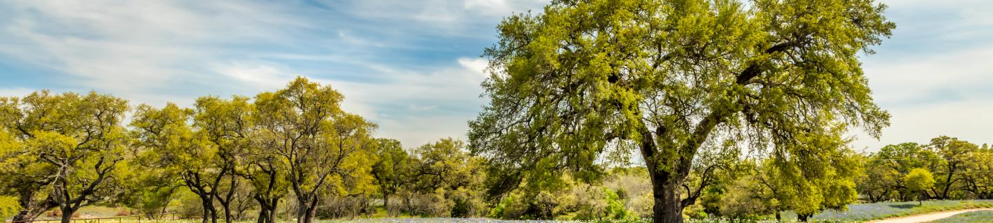 Willow City Loop Landscape with Bluebonnets