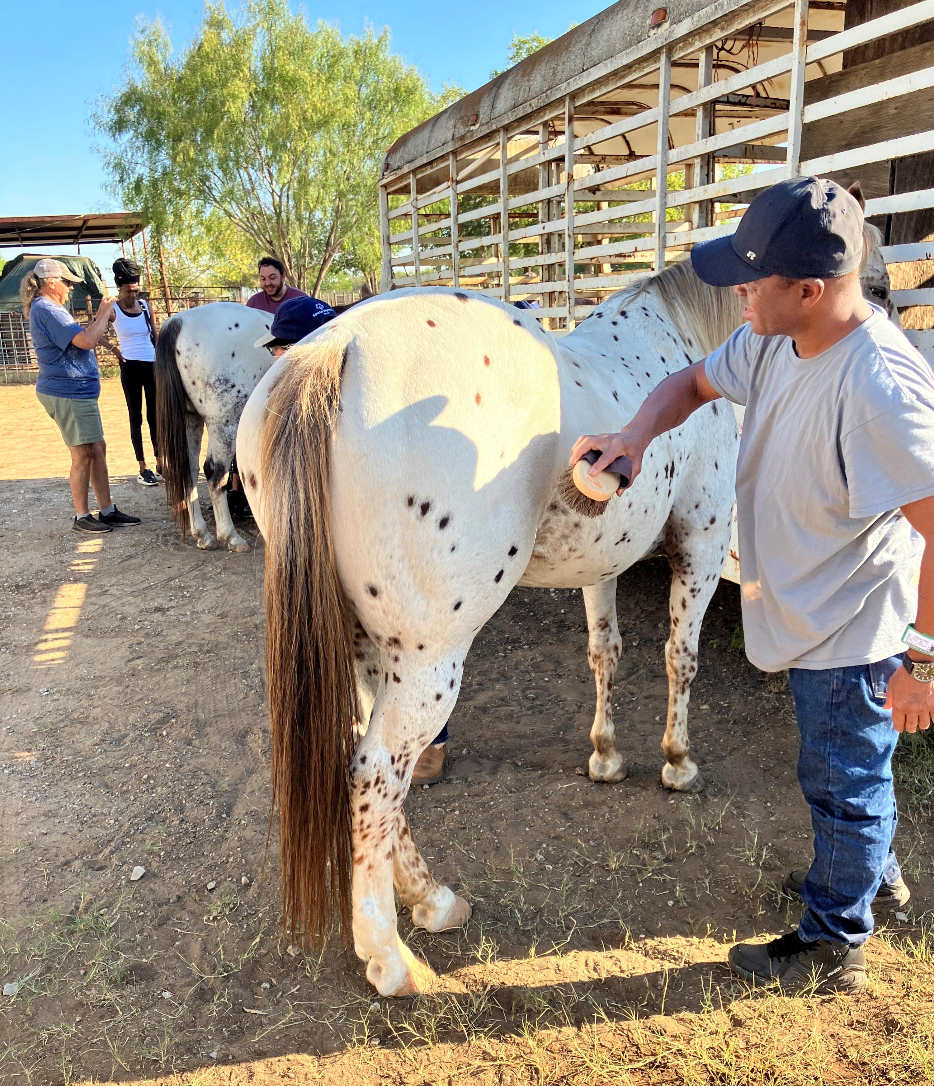 People interacting with spotted horses near a trailer under a clear sky.