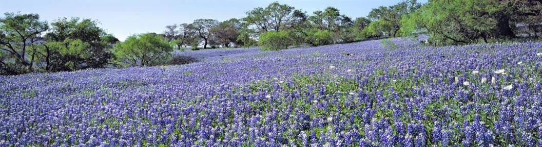 "Picture of Bluebonnets"