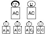 diagram of 1 in 4 chance of inheriting Hemoglobin C disease