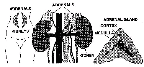 ADRENAL GLANDS