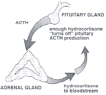 Although cortisol is made in the adrenal gland, control over its production is found in the brain in a gland called the pituitary or master gland.