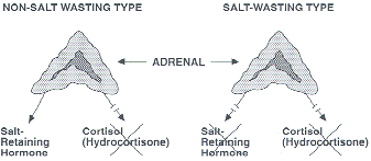 It is believed to be due to a more complete loss of enzyme function than in non salt-wasting CAH which occurs in 25% of cases or 1 out of 4 children with CAH. It is believed to be due to a more complete loss of enzyme function than in non salt-wasting CAH which occurs in 25% of cases or 1 out of 4 children with CAH.