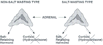 It is believed to be due to a more complete loss of enzyme function than in non salt-wasting CAH which occurs in 25% of cases or 1 out of 4 children with CAH.