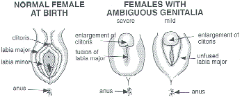 The genitals of the male infant may appear normal at birth, but the external genitals of the female baby may take on a male appearance, with enlargement of the clitoris and partial closing of the opening between the labia, or vaginal lips.