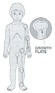 Children's bones have growth plates at the end of the long bones which allow for growth. As the child matures these growth plates close and growth stops.