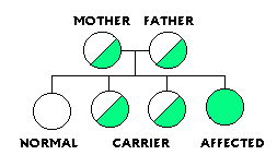 graphic of each parent a carrier of the trait