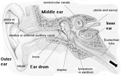 picture of the inside of an ear, outer ear, middle ear, and inner ear