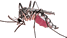 image of a mosquito