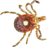 lyme borreliosis image