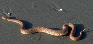 Rattlesnake on beach