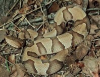 Southern Copperhead