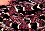 Texas Coral Snake