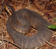 Cottonmouth