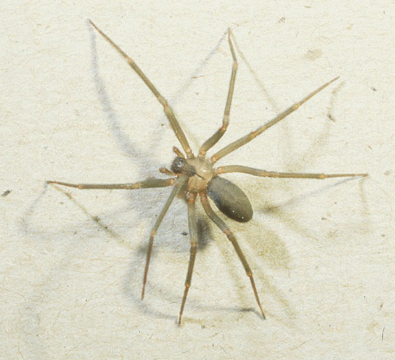 BrownRecluse