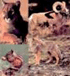 Animal Topics