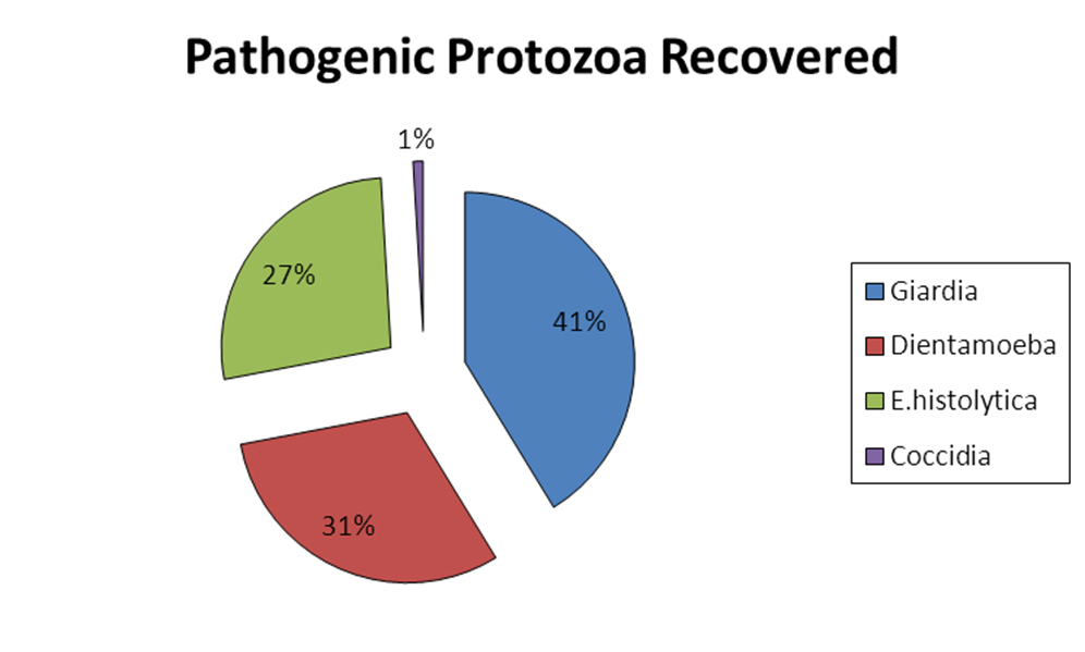 Pie chart illustrating pathogenic protozoa recovered