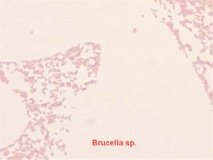 Brucella sp.