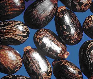 Castor beans