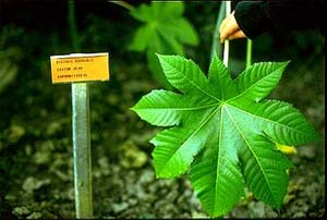 Castor leaf