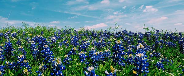 Cancer Texas bluebonnets