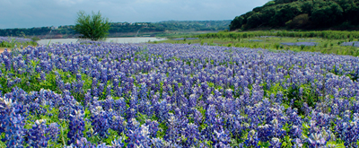 "Field of purple flowers"
