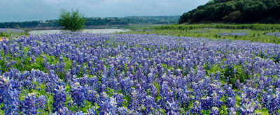 "Field of bluebonnet flowers"
